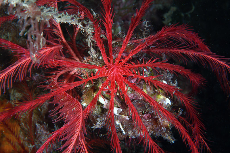 I mille colori di Antedon mediterranea